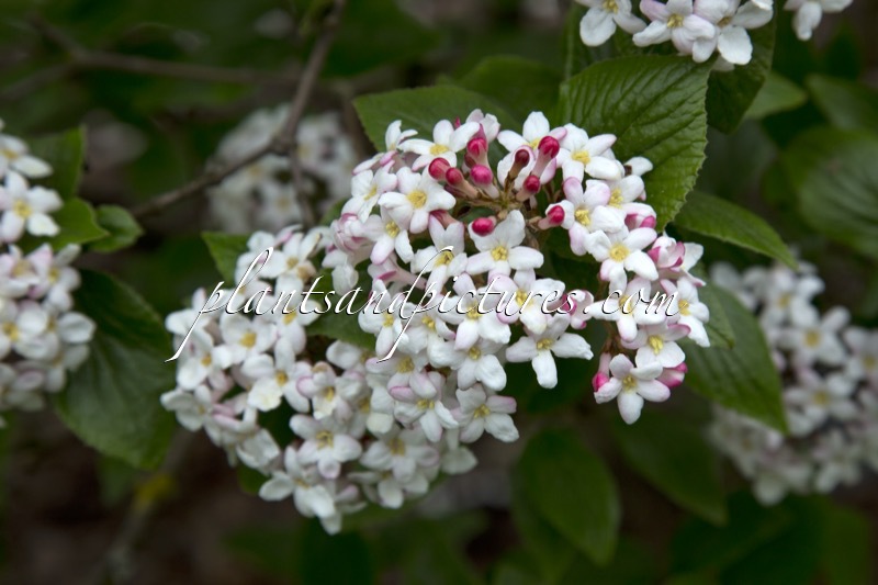 Viburnum burkwoodii ‘Mohawk’