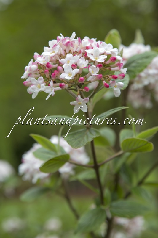 Viburnum burkwoodii ‘Mohawk’