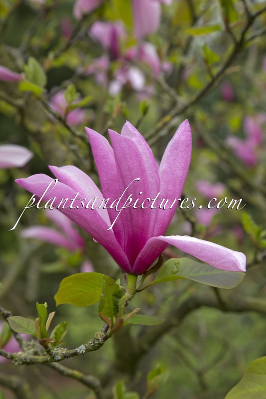 Magnolia ‘Tiffany’