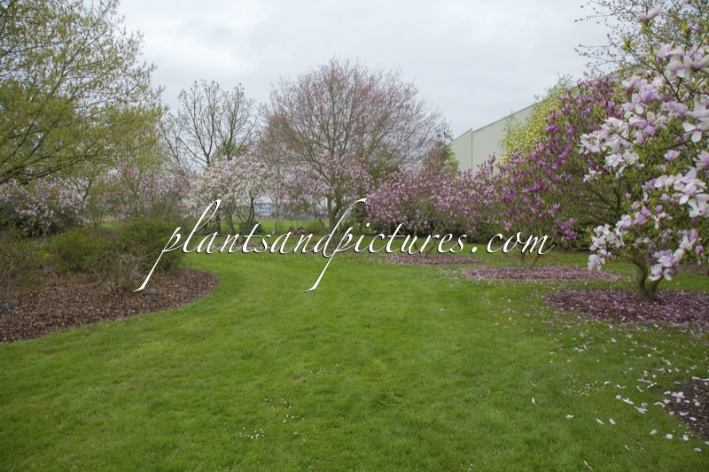Magnolia