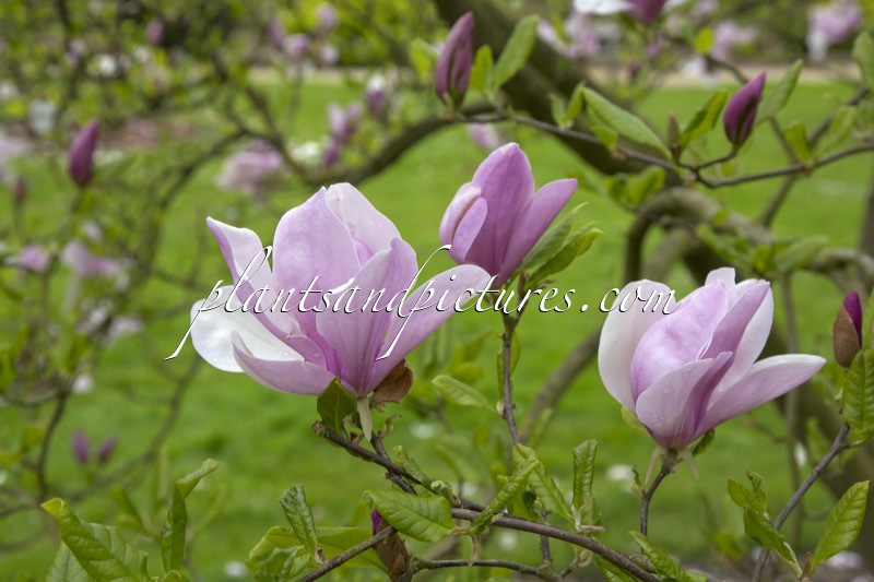 Magnolia ‘Judy’