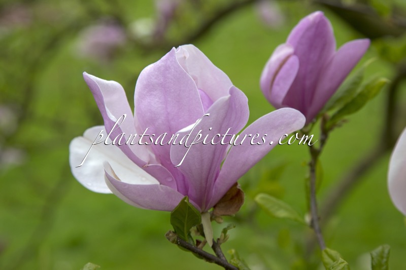 Magnolia ‘Judy’