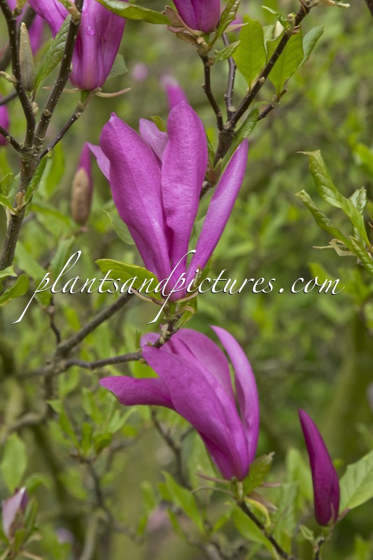 Magnolia ‘Susan’