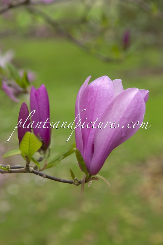 Magnolia ‘Randy’