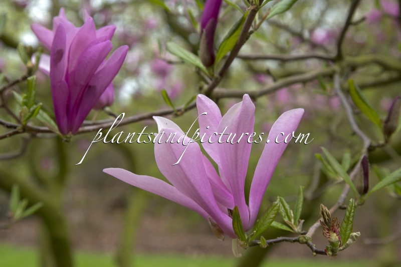 Magnolia ‘Randy’