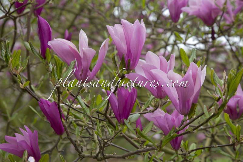 Magnolia ‘Randy’