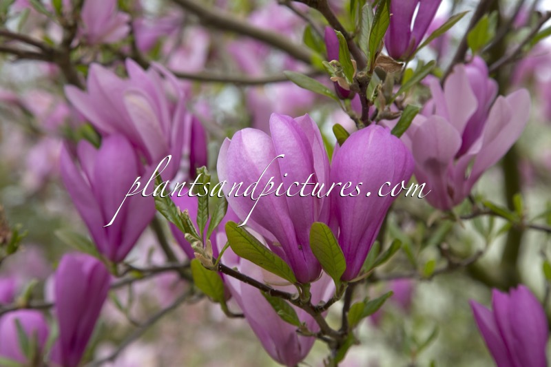 Magnolia ‘Ann’
