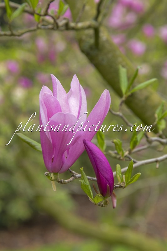 Magnolia ‘Ann’