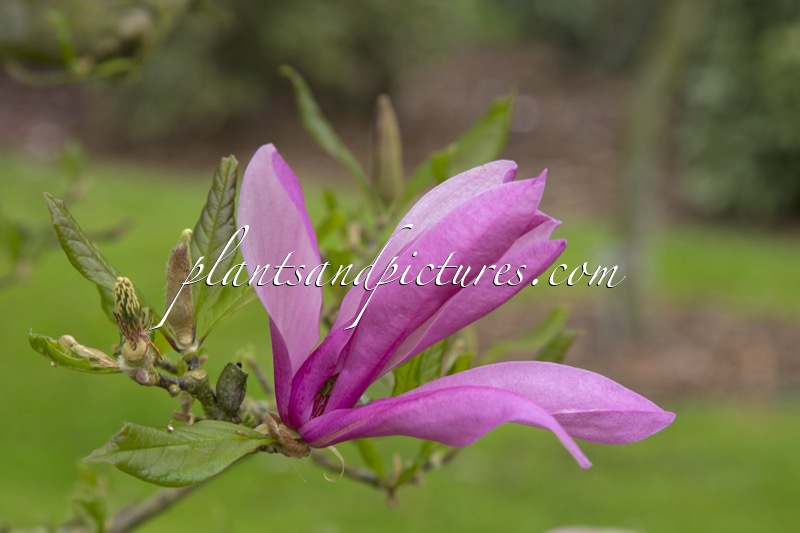 Magnolia ‘Betty’