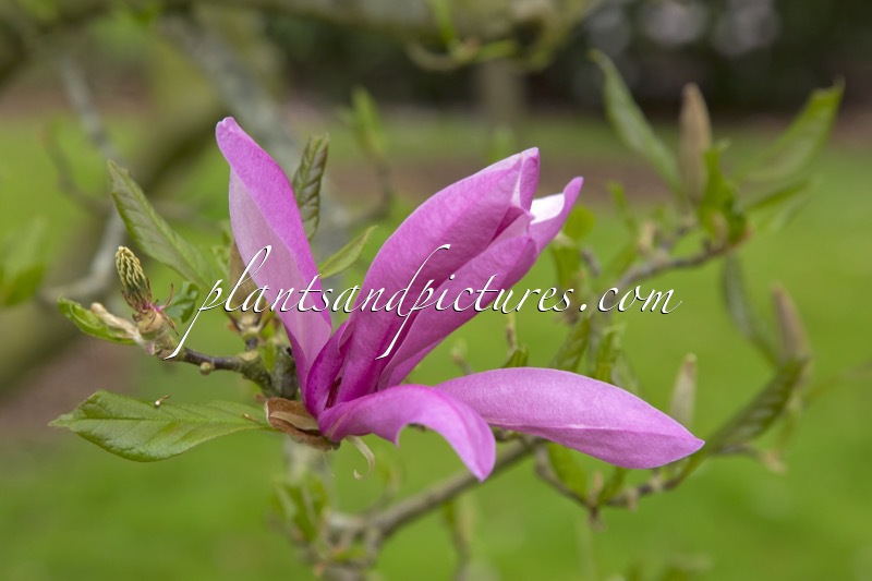 Magnolia ‘Betty’