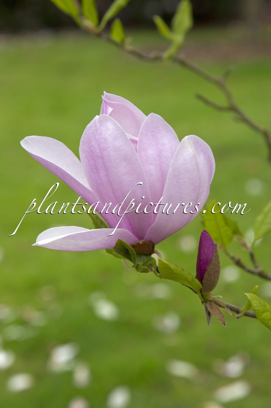 Magnolia ‘Pinkie’