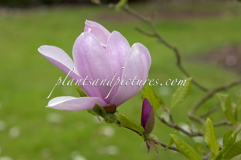 Magnolia ‘Pinkie’