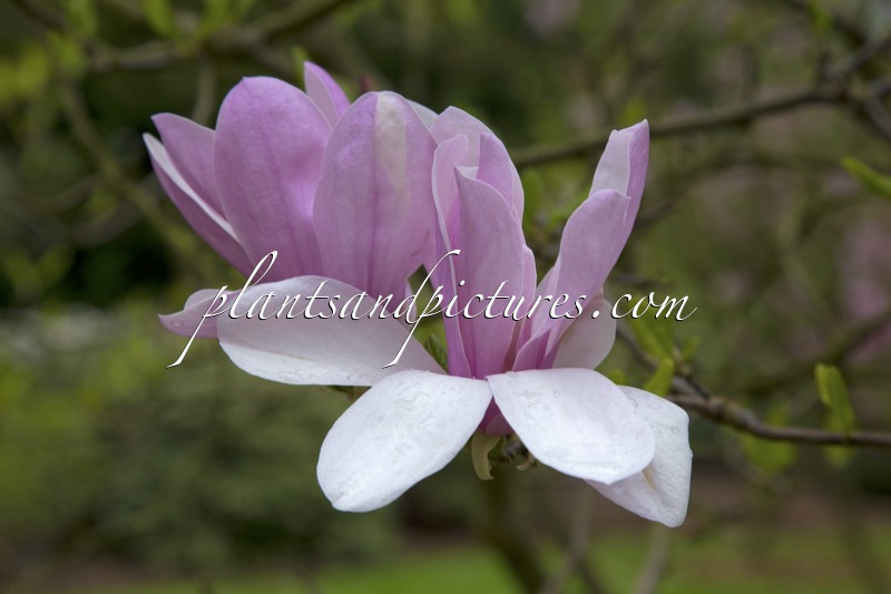 Magnolia ‘Pinkie’