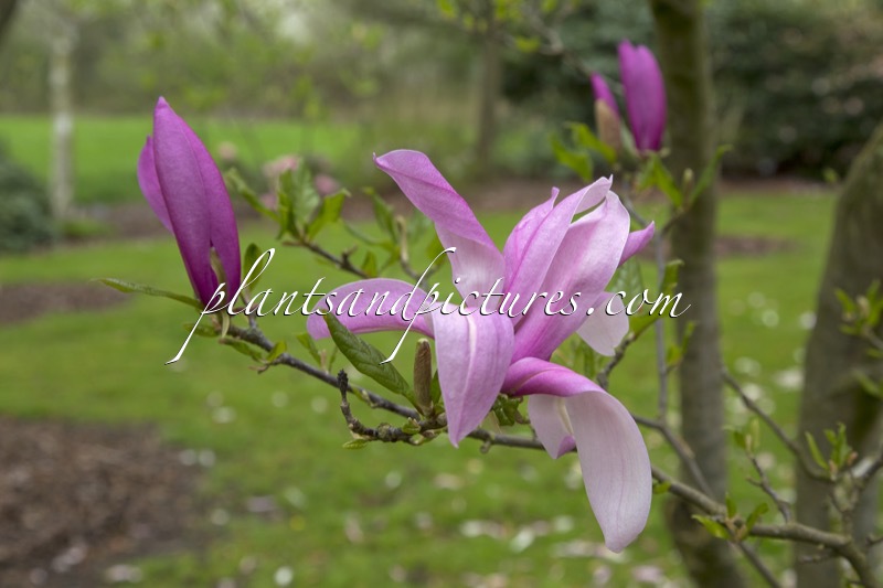 Magnolia ‘Ricki’