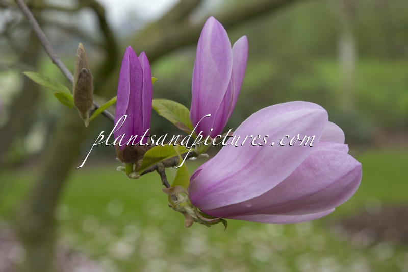 Magnolia ‘Jane’