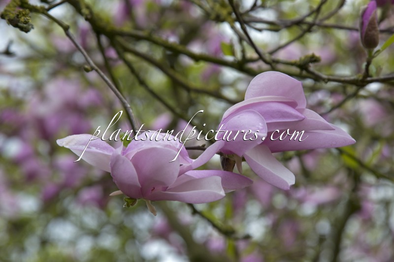 Magnolia ‘Jane’