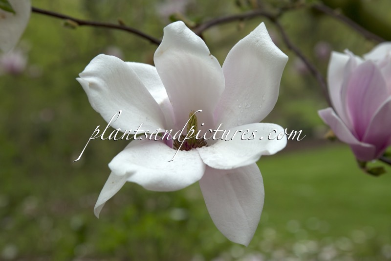 Magnolia soulangeana ‘Rose Superb’