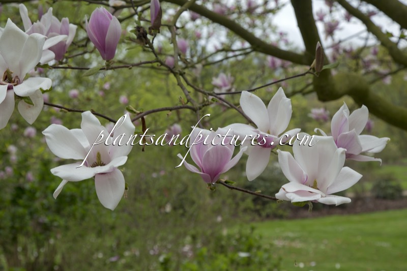 Magnolia soulangeana ‘Rose Superb’
