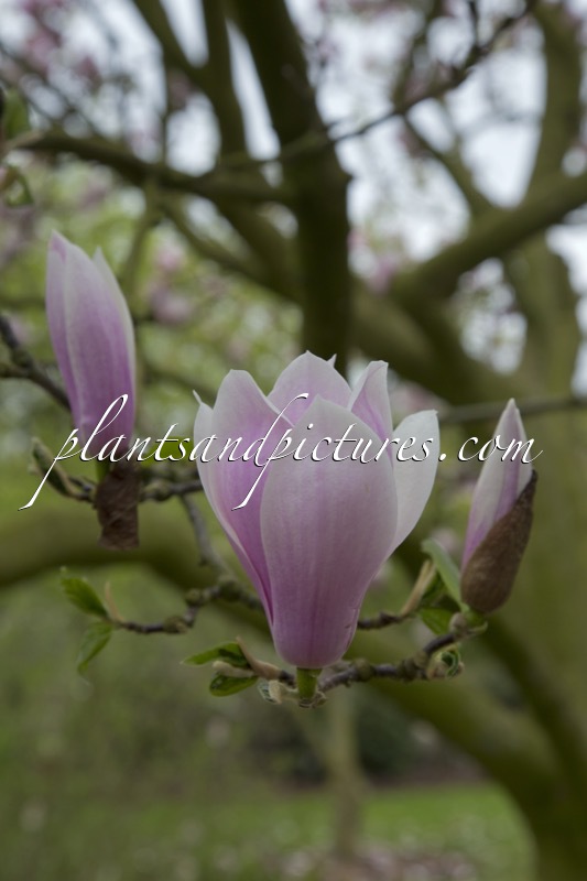 Magnolia soulangeana ‘Rose Superb’