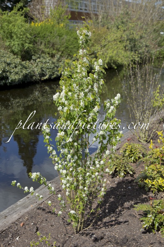Amelanchier alnifolia ‘Obelisk’
