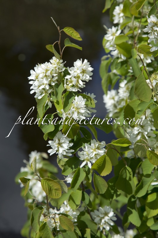 Amelanchier alnifolia ‘Obelisk’