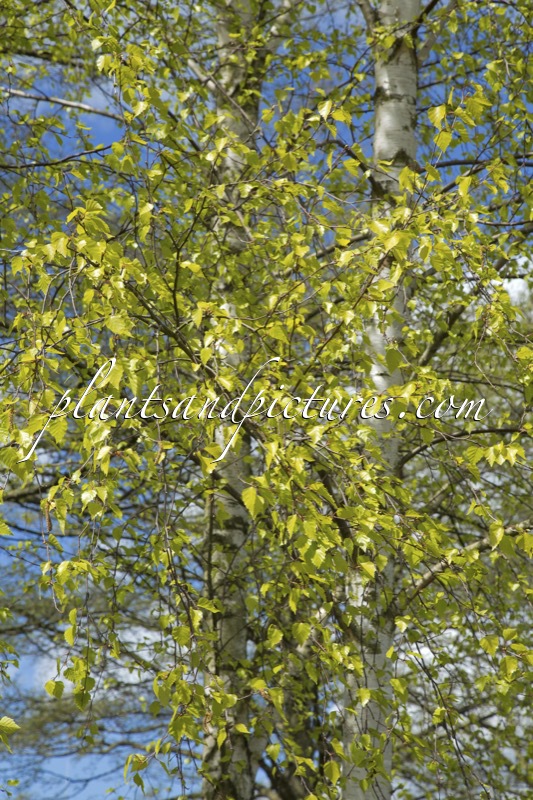 Betula pendula ‘Schneverdinger Goldbirke’