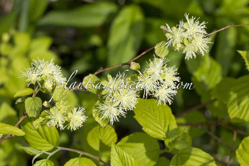 Neviusia alabamensis