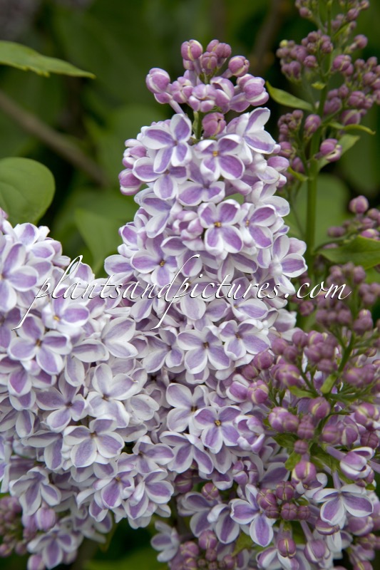 Syringa vulgaris ‘Lila Wonder’