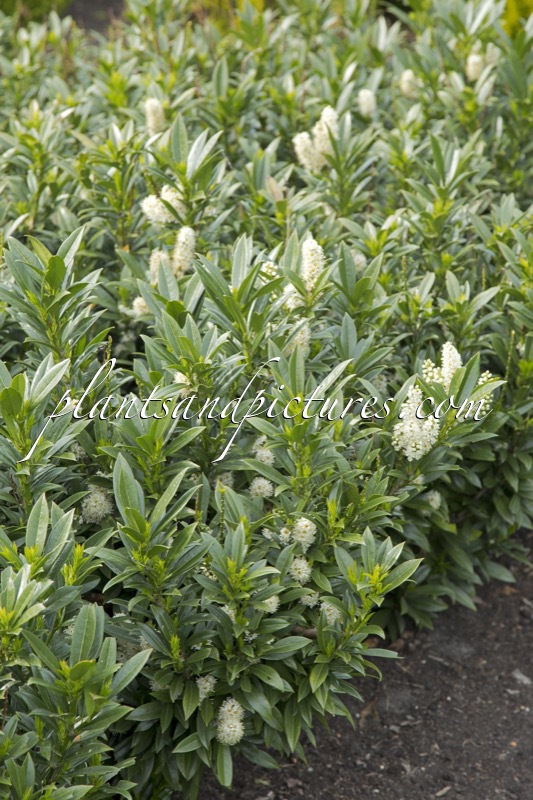 Prunus laurocerasus ‘Gajo’