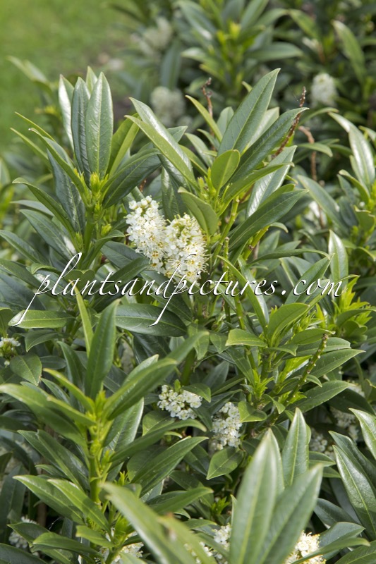 Prunus laurocerasus ‘Gajo’