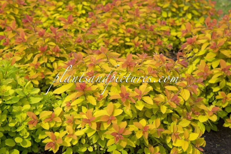 Spiraea ‘Tracy’ (DOUBLE PLAY BIG BANG)
