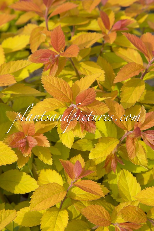 Spiraea ‘Tracy’ (DOUBLE PLAY BIG BANG)