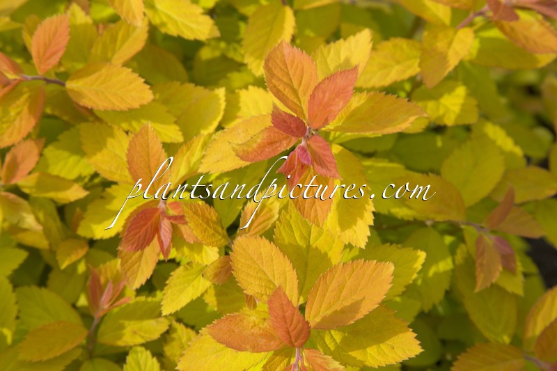 Spiraea ‘Tracy’ (DOUBLE PLAY BIG BANG)