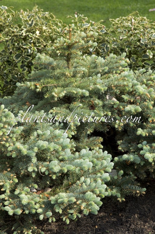 Picea pungens ‘Glauca Globosa’