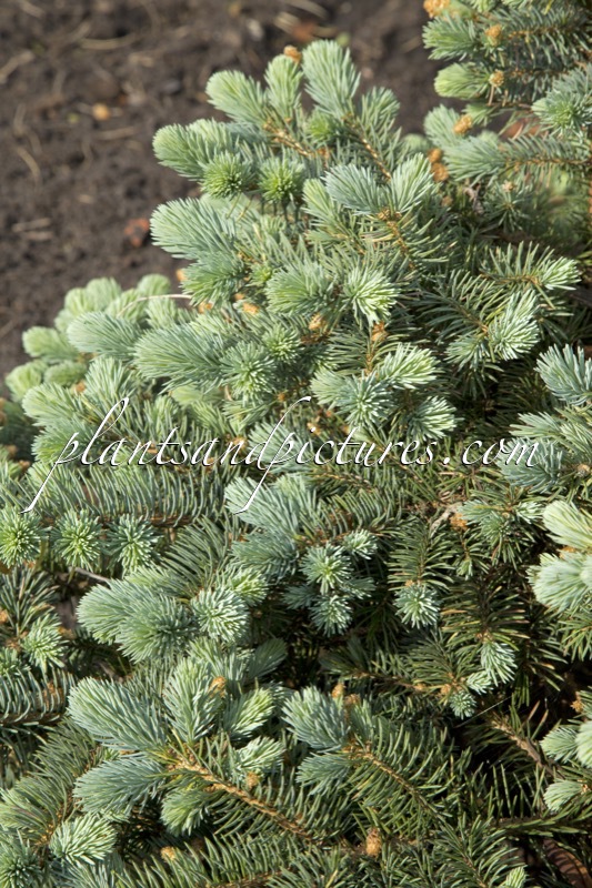 Picea pungens ‘Glauca Globosa’