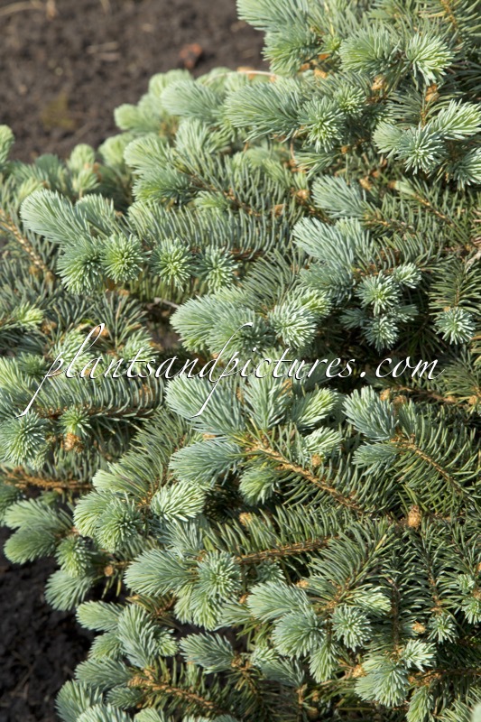 Picea pungens ‘Glauca Globosa’