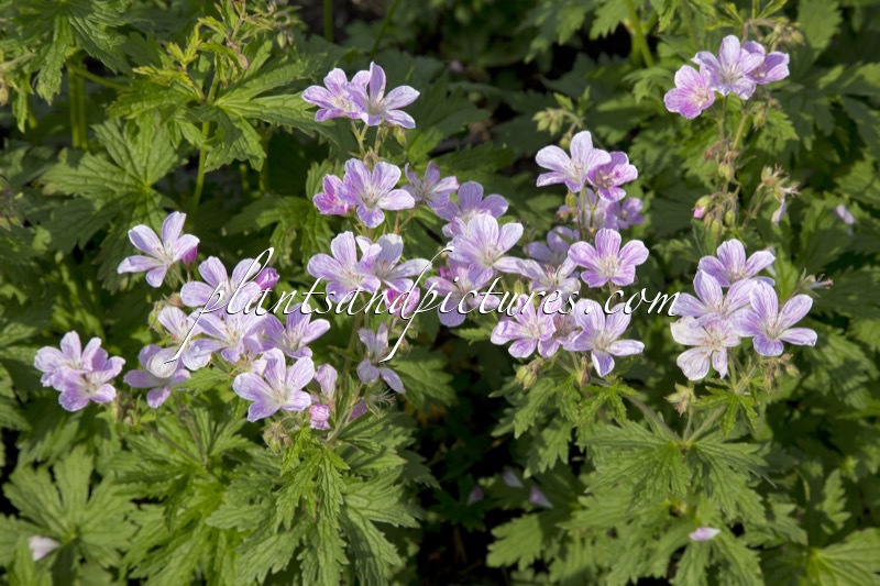 Geranium ‘Melinda’