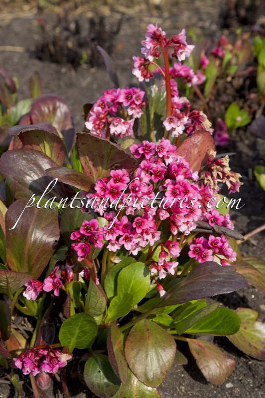 Bergenia ‘Pink Dragonfly’