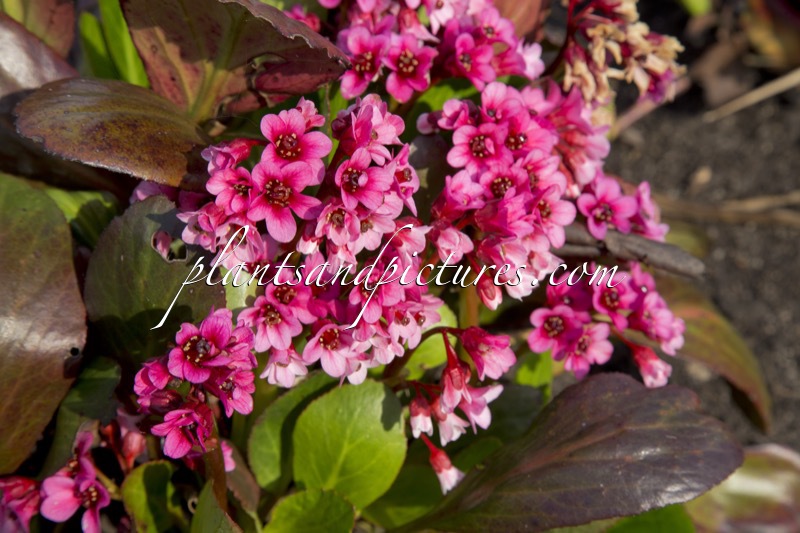 Bergenia ‘Pink Dragonfly’