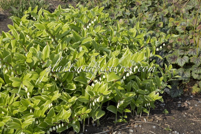 Polygonatum falcatum ‘Variegatum’