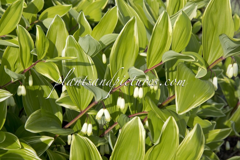 Polygonatum falcatum ‘Variegatum’