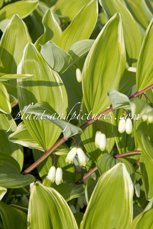 Polygonatum falcatum ‘Variegatum’