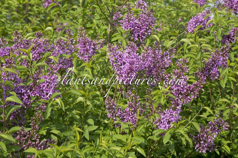 Syringa chinensis ‘Amigo’
