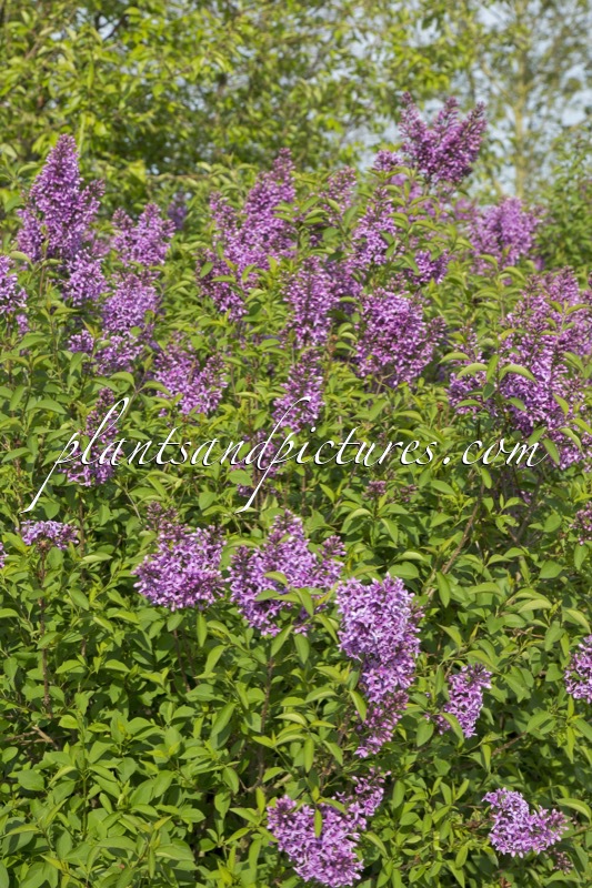 Syringa chinensis ‘Amigo’