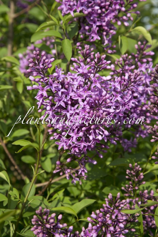 Syringa chinensis ‘Amigo’