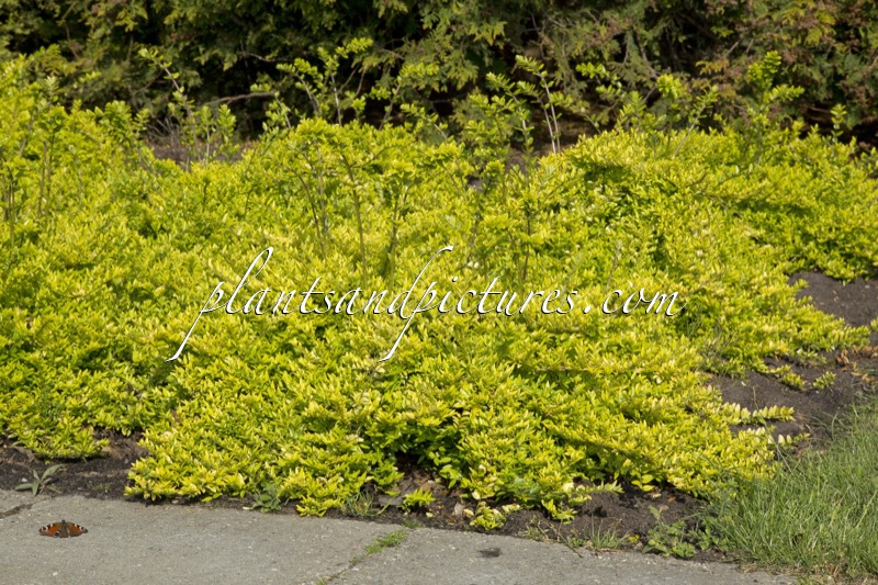 Lonicera nitida ‘Golden Glow’