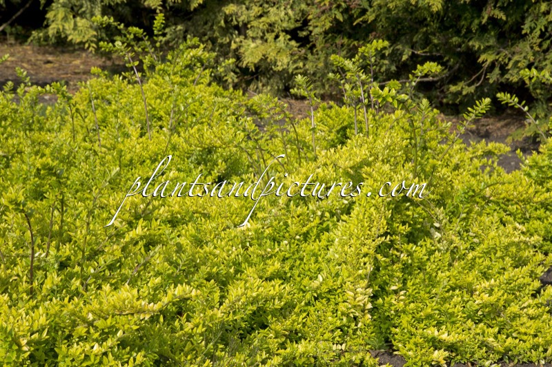 Lonicera nitida ‘Golden Glow’