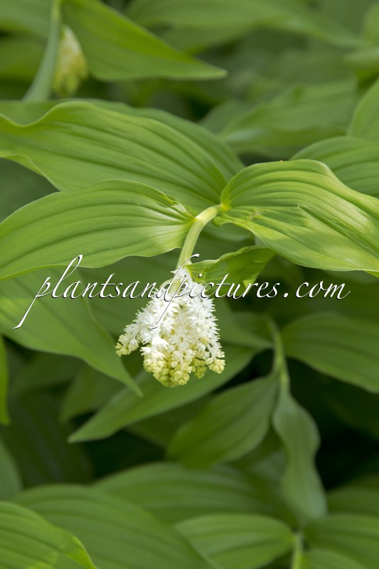 Smilacina racemosa