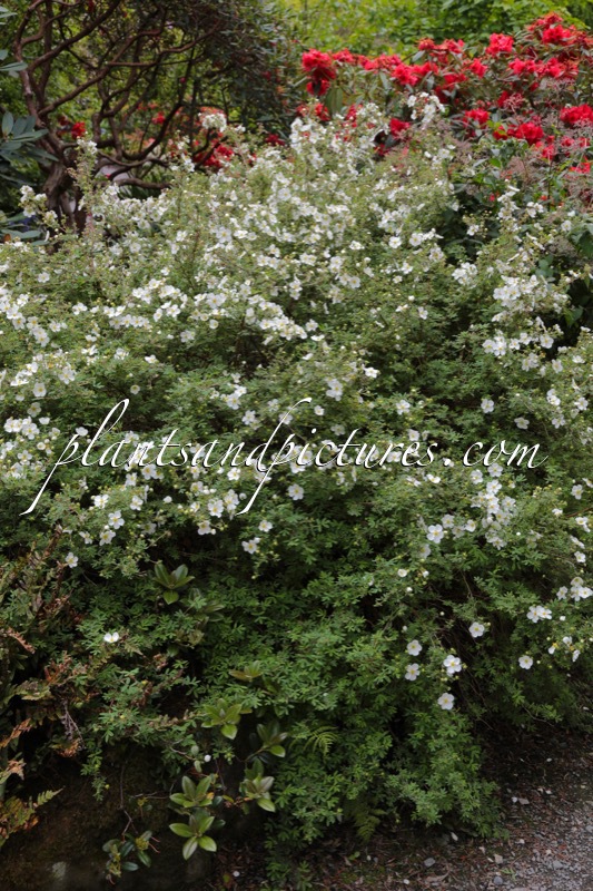 Potentilla fruticosa ‘Abbotswood’