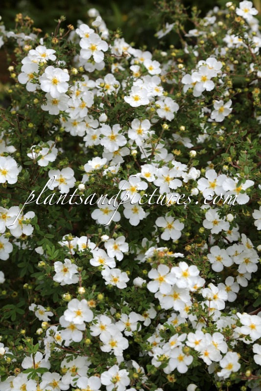 Potentilla fruticosa ‘Abbotswood’